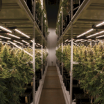 Tier 1 Social Equity - Type 1A License: Cultivation; Specialty Indoor, Small (5,000 SF Canopy) + Type 6 License: Manufacturer 1 + Type 11 License: Distribution - $750,000